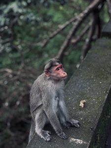 A gray monkey sits on a stone ledge, looking up with a thoughtful expression. Its face is distinctive, featuring a reddish hue around the eyes and nose. The monkey has a short, furry body with long limbs and is positioned in a relaxed stance, with its hands resting on its thighs.