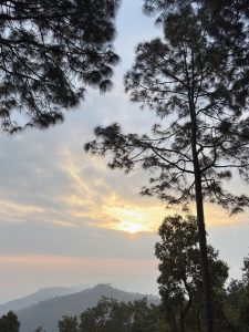 Golden sunset glowing through wispy clouds, framed by towering pine silhouettes over misty rolling hills. 