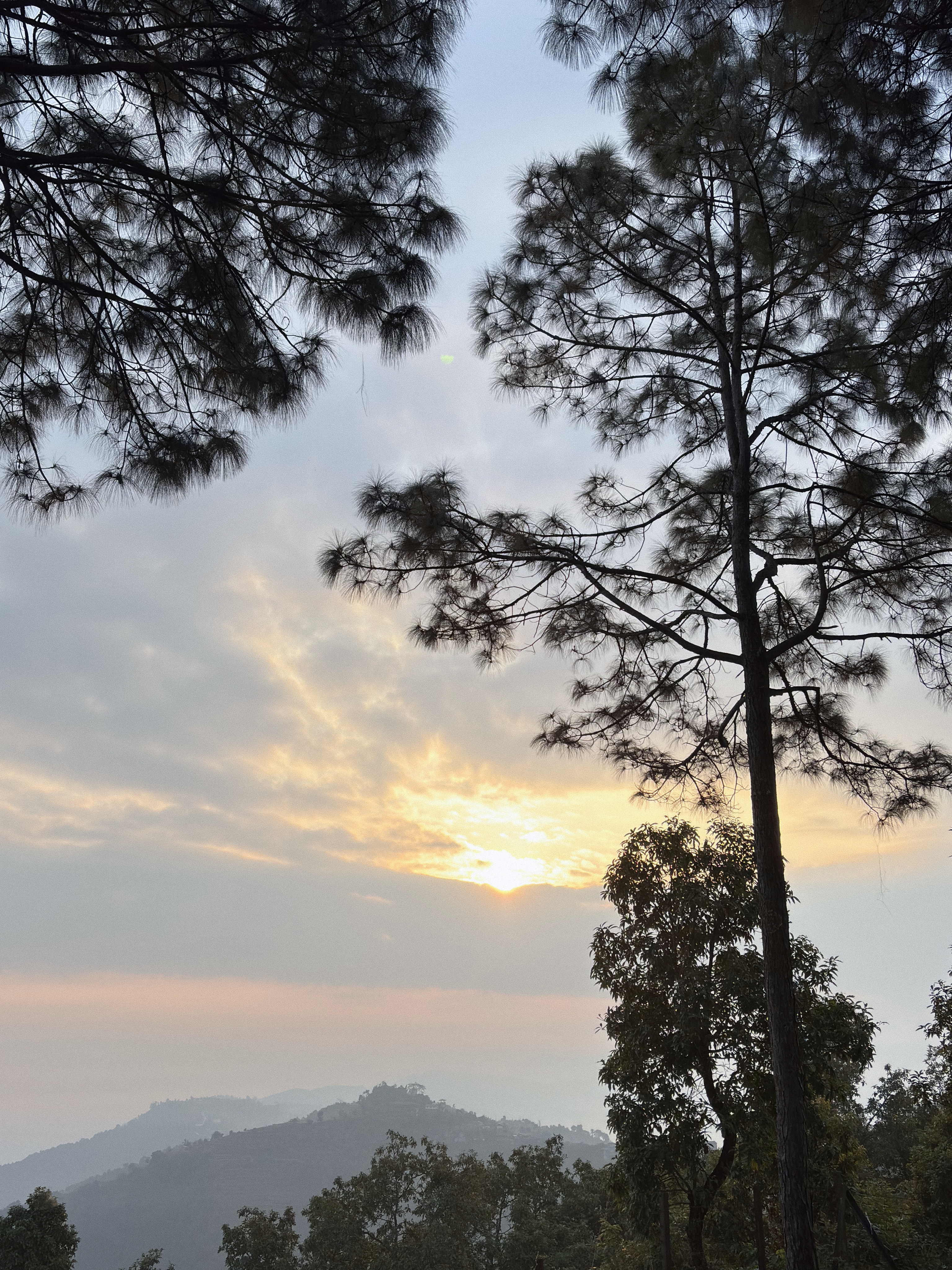 Golden sunset glowing through wispy clouds, framed by towering pine silhouettes over misty rolling hills.