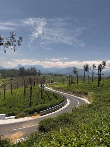 Winding mountain road passing through green tea plantations with distant mountains and wispy clouds under a clear blue sky. 