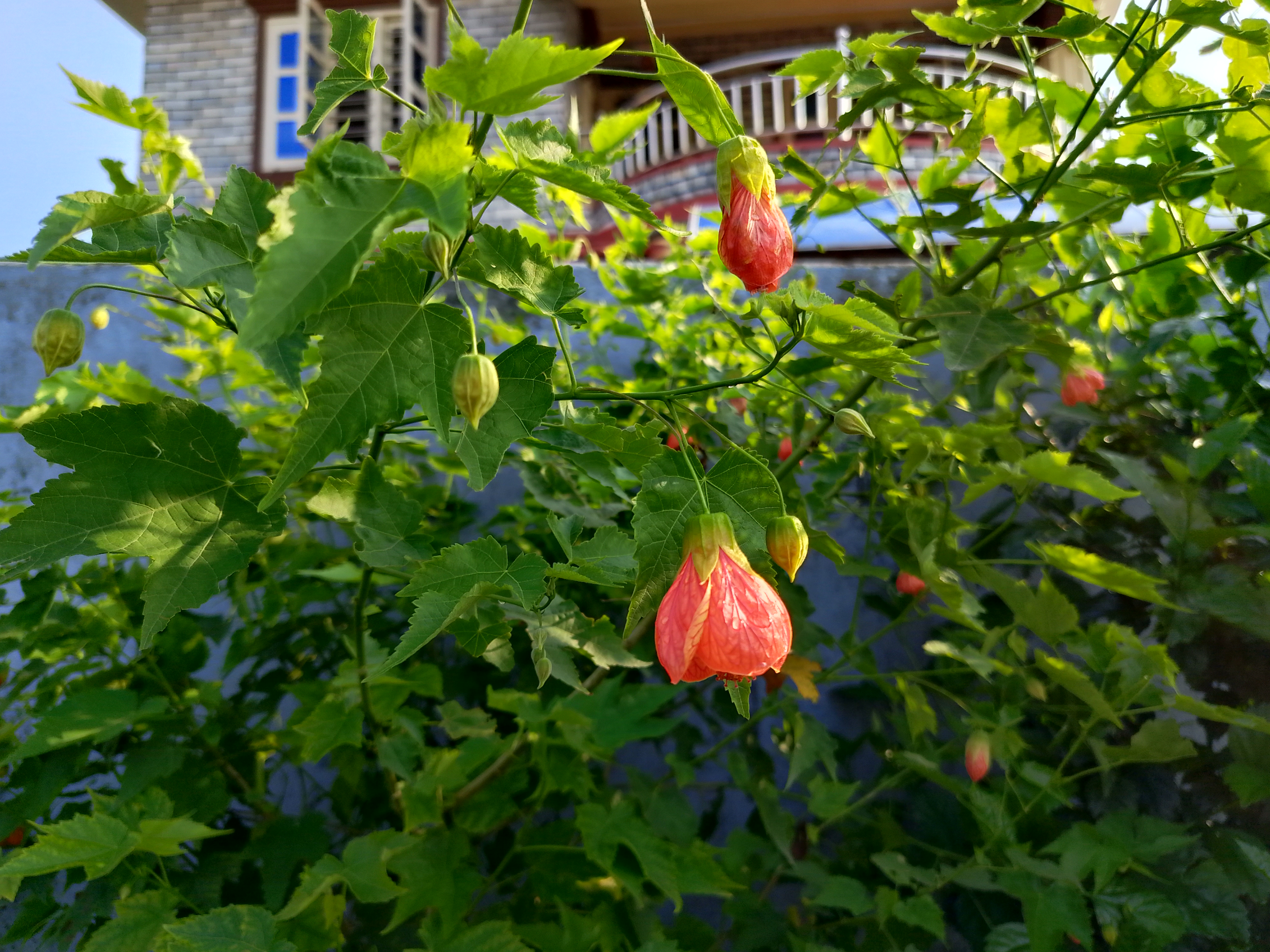 Vibrant orange-red Abutilon lantern flowers drooping gracefully against a garden wall.