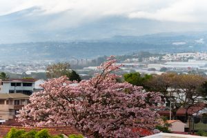 A pink flowering tree fills the foreground above rooftops, with a city and hazy mountains in the background. Low clouds cover the distant hills, creating a soft, layered view behind the urban landscape.