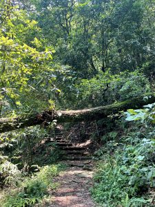 A sunlit forest trail with stone steps passing under a fallen moss covered tree trunk surrounded by lush green foliage. 