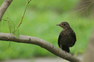 A small brown bird sits on a branch with green leaves, against a blurred green background.
