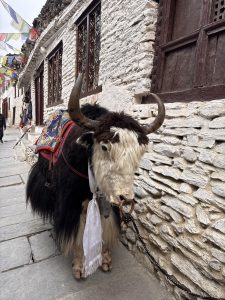 A yak with ornate saddle stands on a stone path beside a white brick building adorned with prayer flags, conveying tranquility and cultural richness.