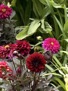 Vibrant garden with red and pink dahlias surrounded by lush green foliage.