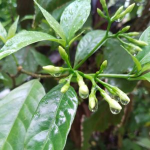 Water droplets hanging from unopened flower buds and glossy green leaves after rainfall.