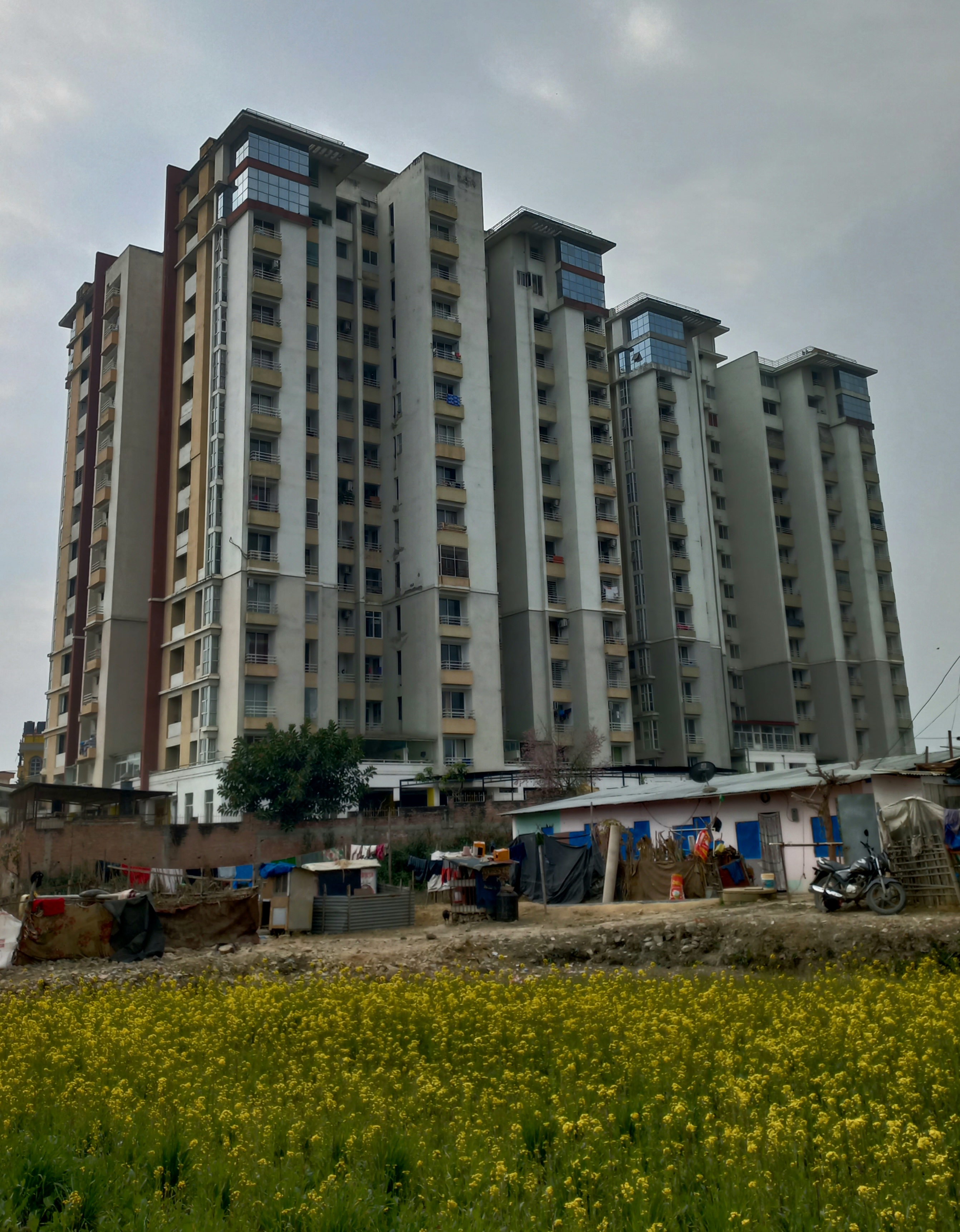 High-rise apartment buildings beside a yellow mustard field under a cloudy sky in an urban residential area.