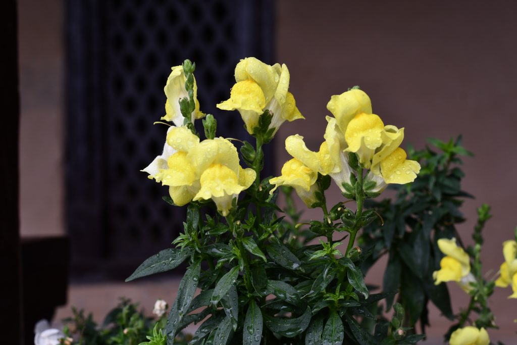 A close-up view of a cluster of yellow snapdragon flowers, which have a soft, petal-like structure resembling tiny, open maws.