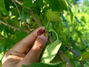 Ripe and unripe mulberries pinched gently between fingers on a branch with serrated green leaves in dappled light. 