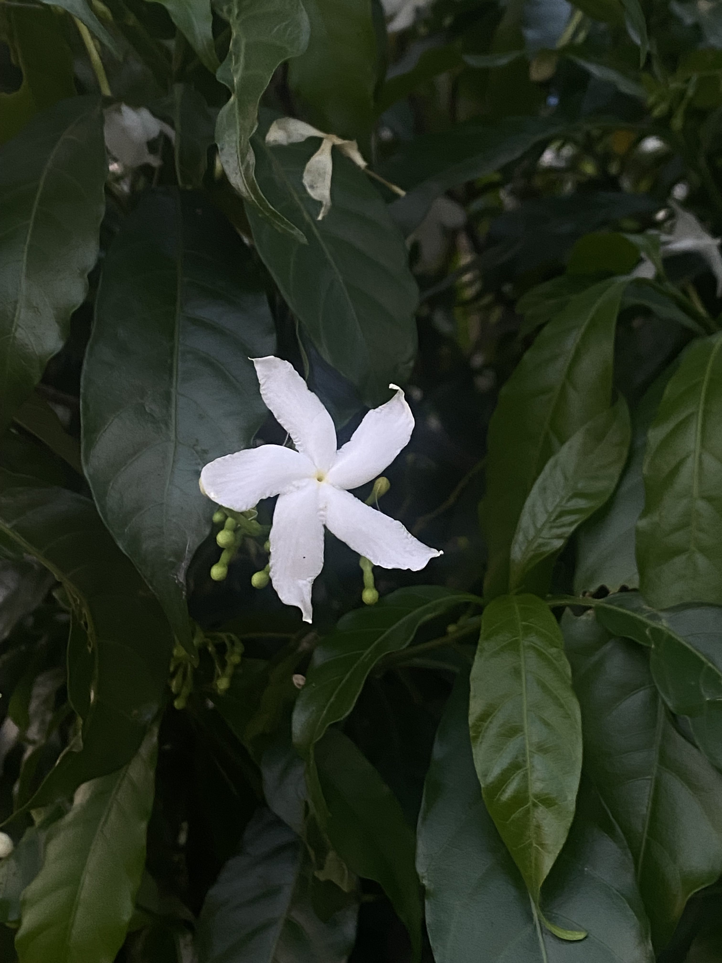 Close-up of a delicate white flower with five petals, set against dark green, glossy leaves.