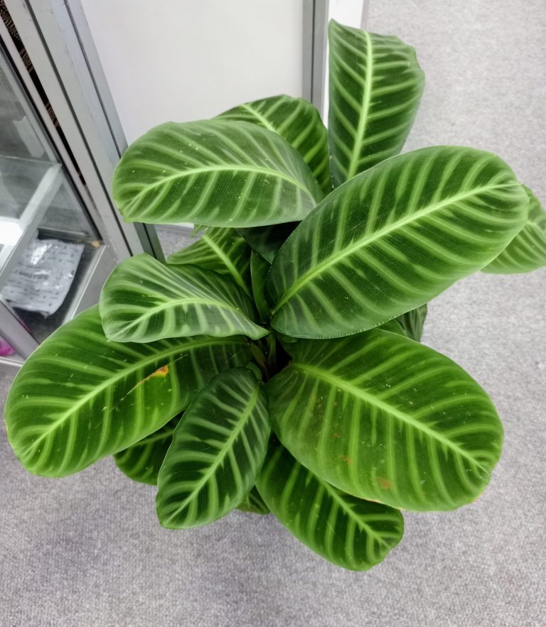 A potted zebra plant (Calathea zebrina) displaying large, ovate green leaves with distinct dark green striped patterns along the veins.