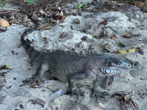 A gray iguana staring at the camera on a Caribbean beach