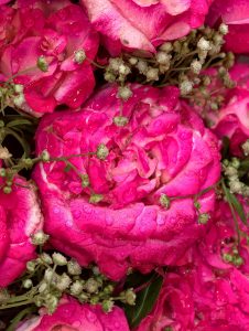 Close-up view of a blooming pink rose covered in fresh water droplets. The delicate petals and natural moisture highlight the beauty and freshness of this ornamental flower.
