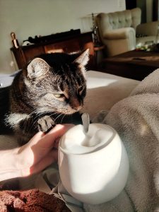 A tabby cat rests in warm sunlight on a sofa, sniffing a white mug with a spoon inside. A hand holds the mug, while a cozy living room with an armchair and wooden furniture is softly blurred in the background.