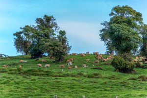 A green hillside pasture filled with cows grazing and resting under large trees. Wooden fence posts run across the field, and a clear blue sky stretches above the rural landscape.