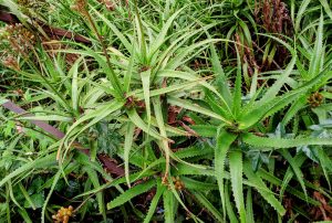A dense thicket of young aloe vera plants featuring long, narrow green leaves with serrated margins and tall stalks bearing small, unopened flower buds. 
