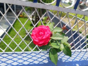 Vibrant pink rose blooming against a white metal gate with a green garden behind. 
