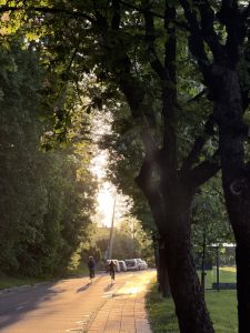 beautiful evening, trees, road