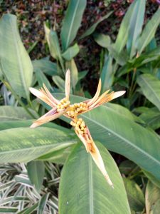 A close-up of an orange heliconia flower among broad green leaves.
