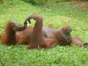 An orangutan laying on the grass with it's left hand on the left foot with a lazy mood