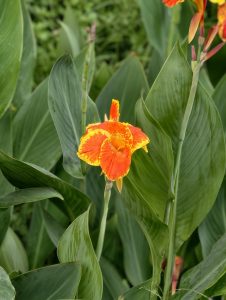 Bright orange-and-yellow canna lily flower with mottled yellow markings, standing among large, glossy green leaves. The tropical bloom creates a striking contrast against the lush foliage, making it a vibrant ornamental garden plant.

