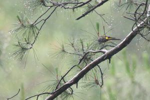 A close-up photograph captures a female Grey-chinned Minivet perched on a pine branch during rainfall. The branch is laden with raindrops, creating glistening water droplets across its needles. The bird itself displays vibrant yellow and black plumage, sharply contrasting against the muted green of the surrounding foliage.
