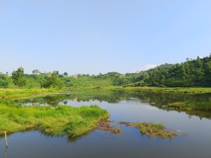 A serene wetland lake reflecting green hills and a snow-capped Himalayan peak under clear skies. 