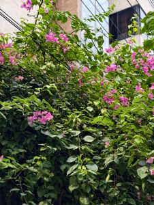 Lush pink bougainvillea flowers cascading through dense green foliage, adding vibrant color and natural beauty to an urban garden setting.