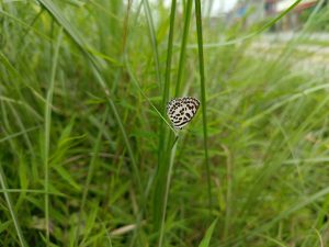 A small white butterfly with distinctive dark brown spotted wing markings (likely a Common Pierrot) perched with wings closed on a slender grass blade amid lush green grass, with blurred buildings in the background, Nepal. 