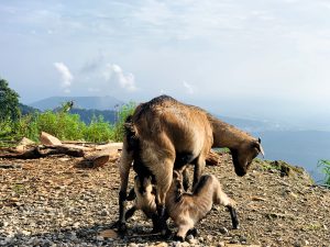 A goat stands on rocky ground while two young kids nurse beneath it, with green hills and distant mountains under a partly cloudy sky in the background. 