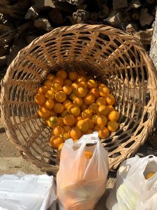 A woven basket filled with small round orange fruits sits beside plastic bags containing more of the same, placed in a rustic outdoor setting with wood pieces in the background. 