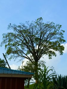 A sprouting tree in summmer
