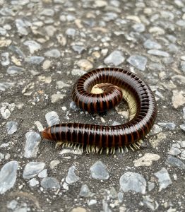 A close-up shot of a dark brown millipede with subtle orange stripes and pale legs, curled tightly into a spiral shape resting on a grey, pebbled asphalt surface.