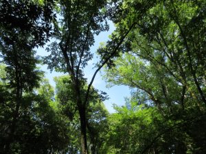 View from below of lush green tree canopy against a bright blue sky. Sunlight filters through leaves,
