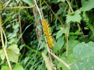 Bright yellow hairy caterpillar clinging to a thin branch among green forest foliage, Nepal 