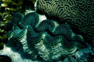 A wide, high-detail close-up of a giant clamp with predominant blue and green colors. The surrounding environment includes various types of stony corals and sandy patches.
