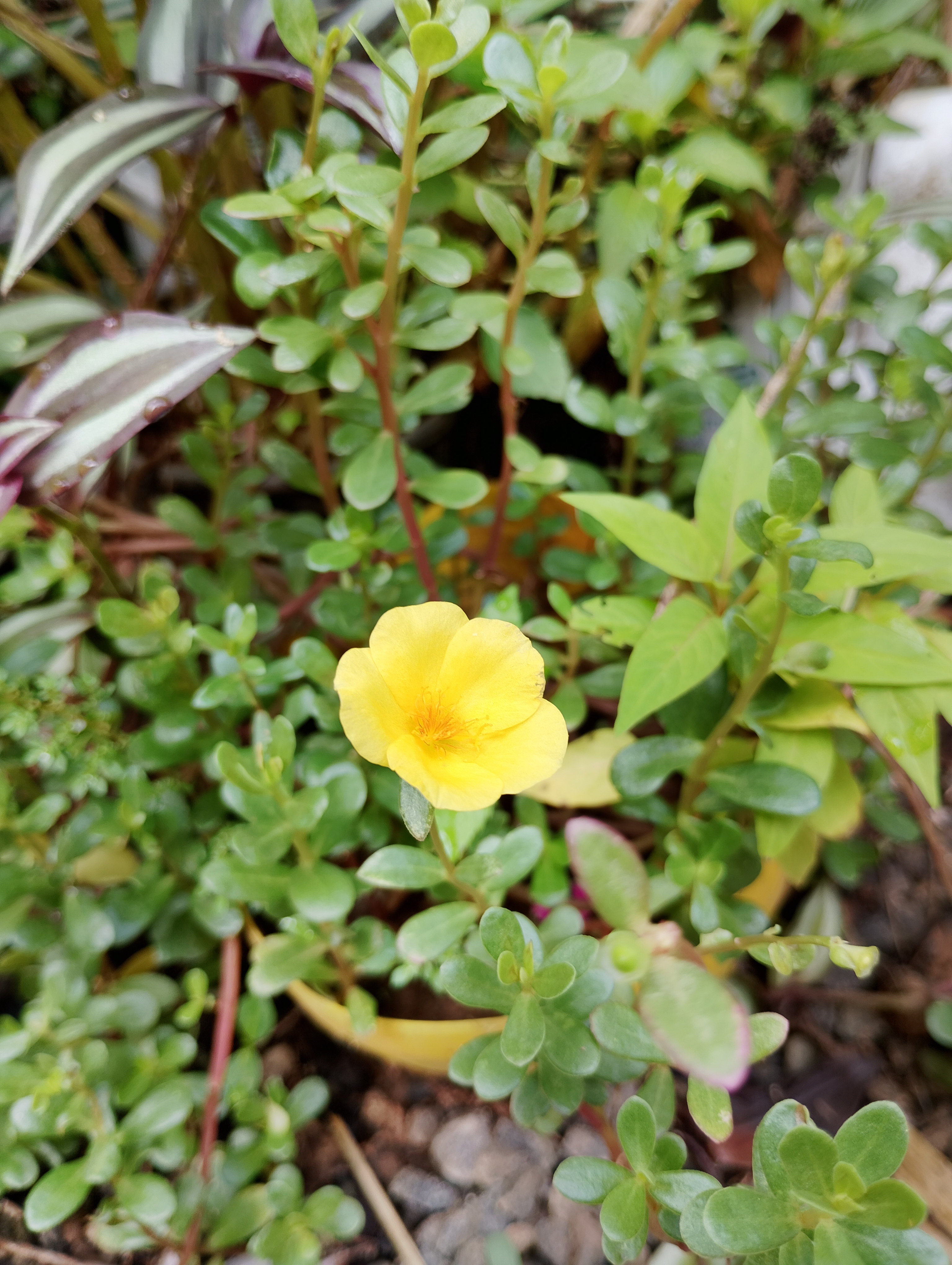 A small, five-petaled yellow flower.