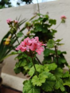 Close-up of vibrant pink geranium flowers with lush green leaves in a garden setting. The background features a blurred wall and other foliage. 