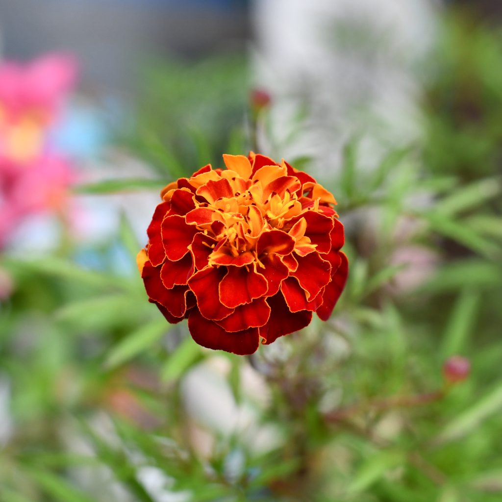 A vibrant marigold flower with rich red petals that have bright orange edges.