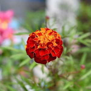 A vibrant marigold flower with rich red petals that have bright orange edges. 