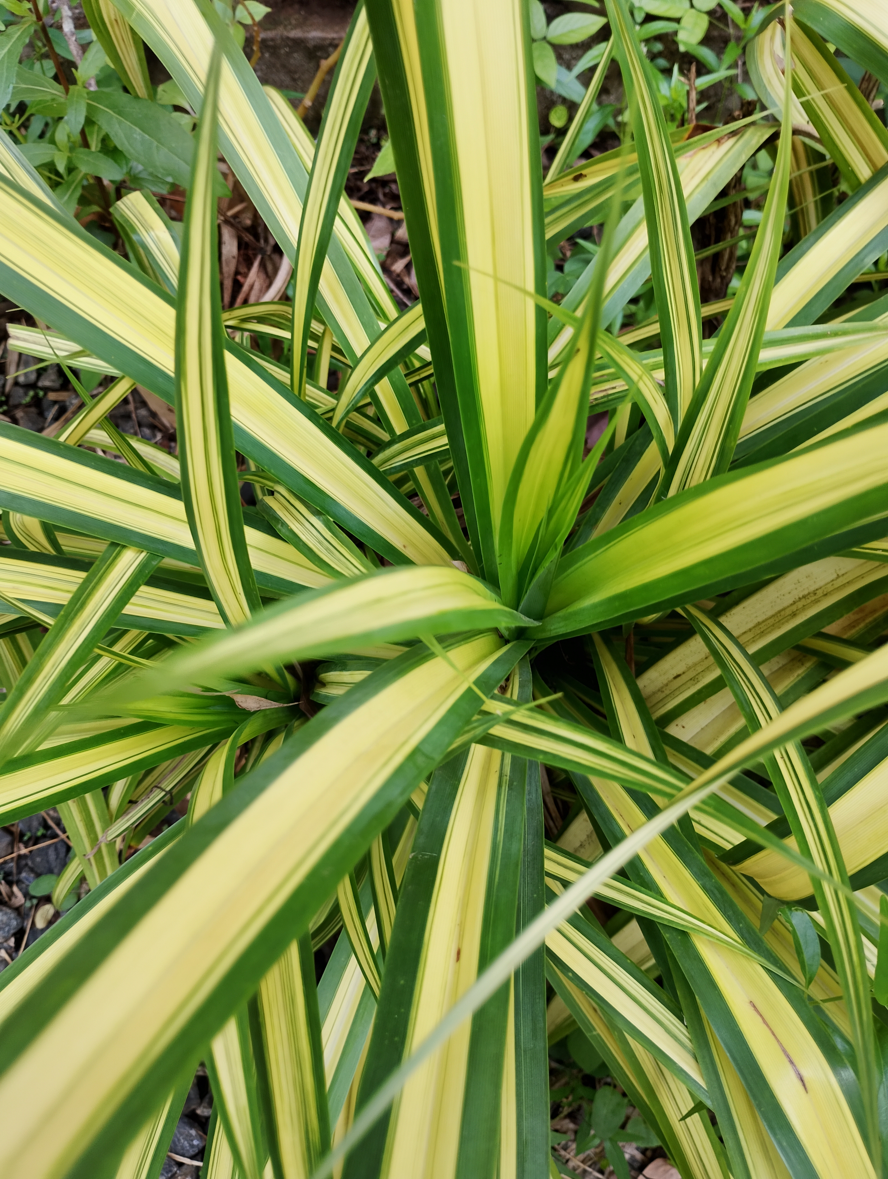 A cluster of long, sword-shaped leaves.