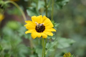 A bee is perched on a vibrant yellow sunflower with a dark center, surrounded by lush green foliage.