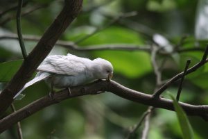 A fluffy white parrot perches on a dark brown tree branch, partially obscured by green leaves. Its wings are slightly spread, and it appears to be feeding on something within the branch. The background is blurred, consisting primarily of more green leaves and branches.