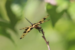 A vibrant dragonfly perches on a slender branch against a backdrop of lush green leaves. The dragonfly exhibits a striking pattern of dark brown and tan markings, with irregular black spots adorning its translucent wings. Its body is a muted brown, and its legs are delicately positioned. 