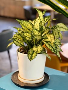 A lush Dieffenbachia plant with speckled green-and-cream leaves sits in a minimalist white ceramic pot on a black saucer.
