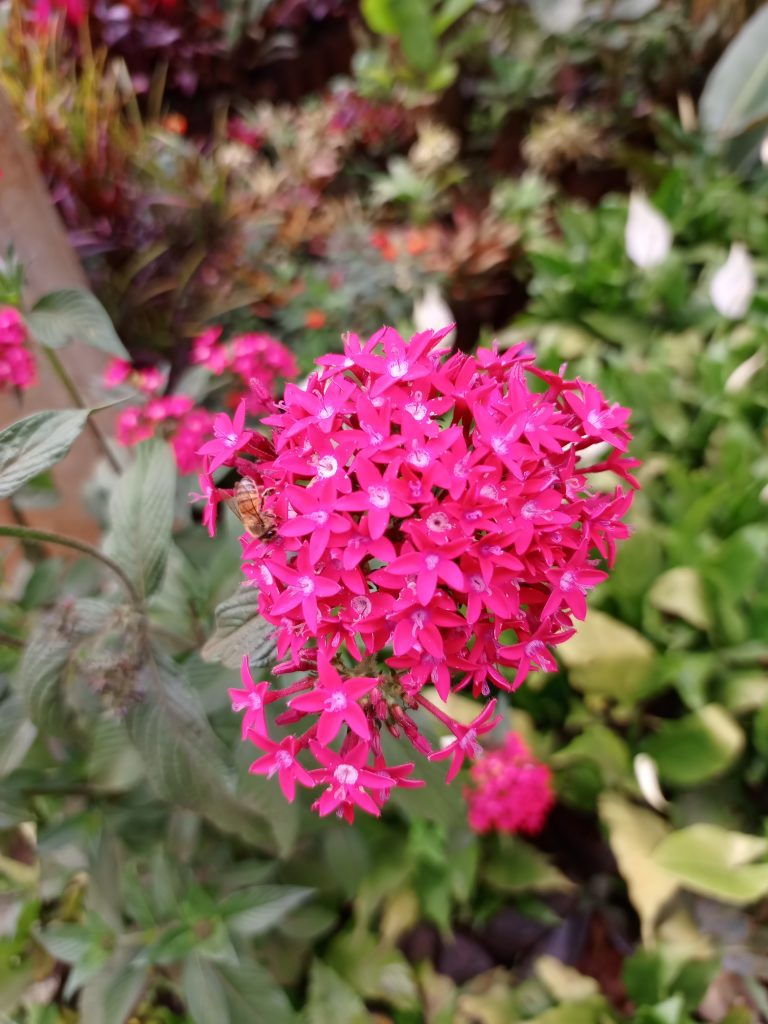 A focused foreground shot of a tight cluster of vibrant pink pentas flowers with star-shaped petals as the main subject and featuring a single honeybee resting on the blooms.