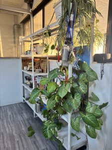 A sunlit room with a white shelving unit filled with potted plants and various items.