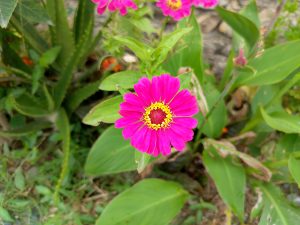 A vibrant magenta zinnia in full bloom with a yellow center, surrounded by green foliage. 
