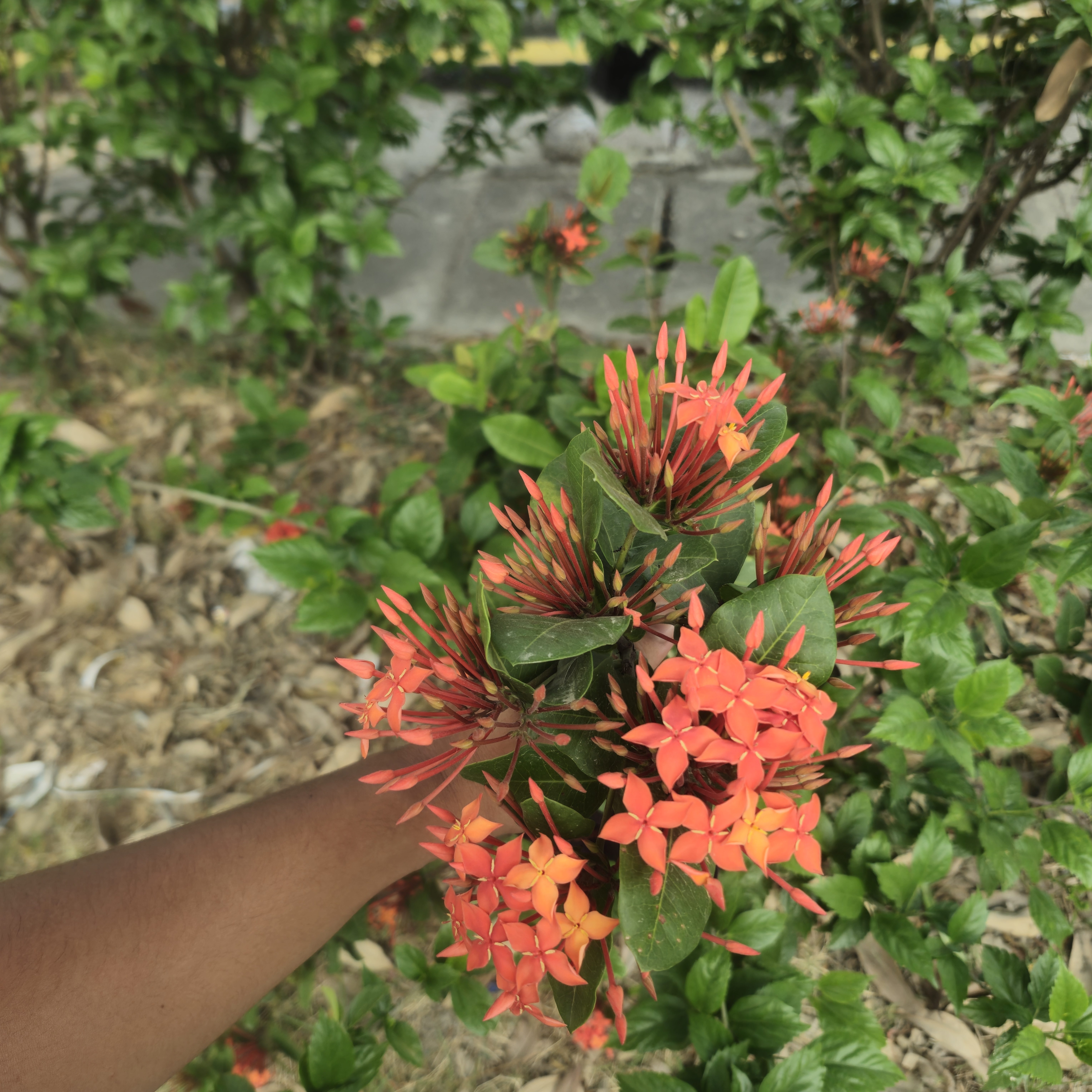 A hand holds a cluster of vibrant orange ixora flowers with pointed petals and green leaves, set against a lush background of greenery and mulch.